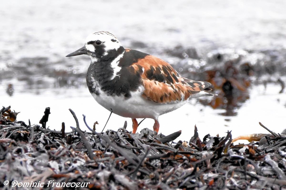 Ruddy Turnstone - ML459386881