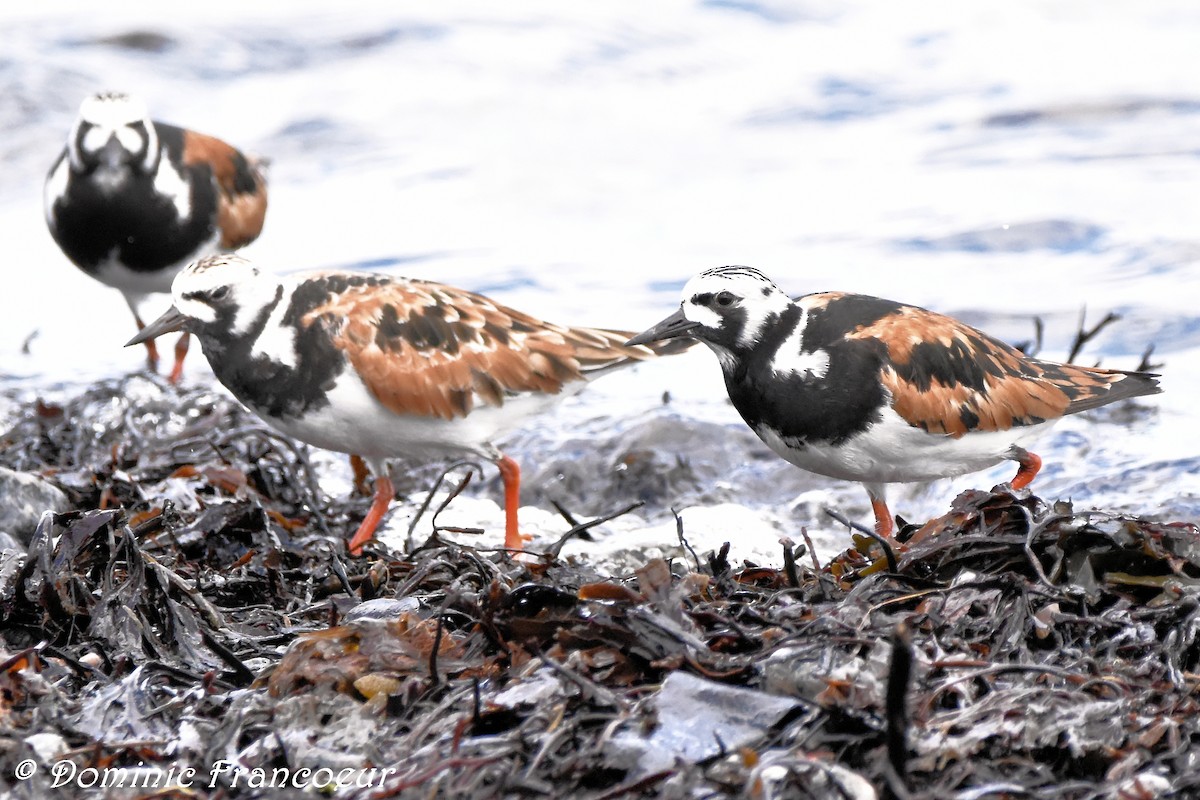 Ruddy Turnstone - ML459386921