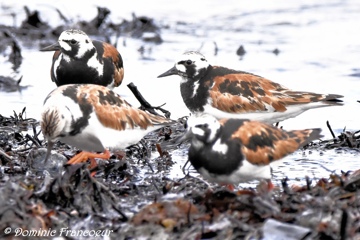 Ruddy Turnstone - ML459386931