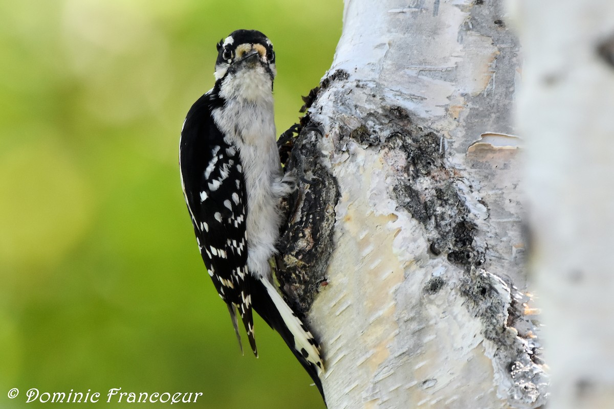 Downy Woodpecker - ML459387021