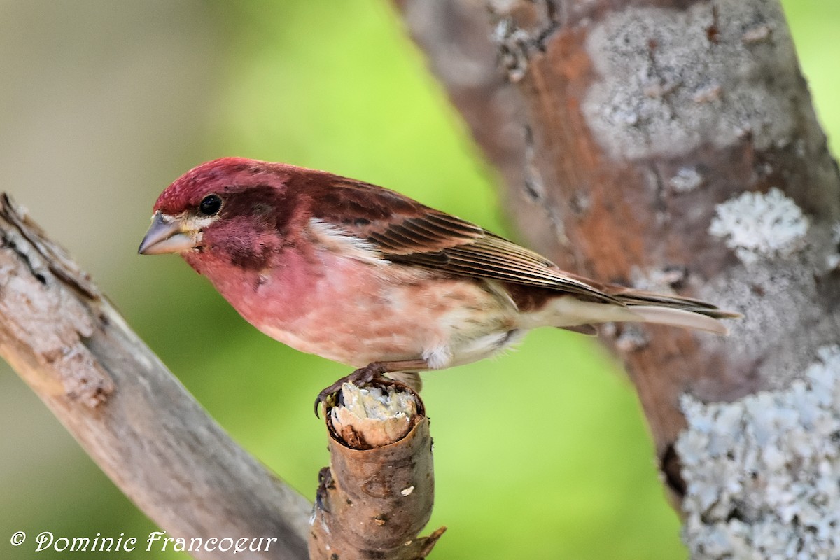 Purple Finch - ML459387111