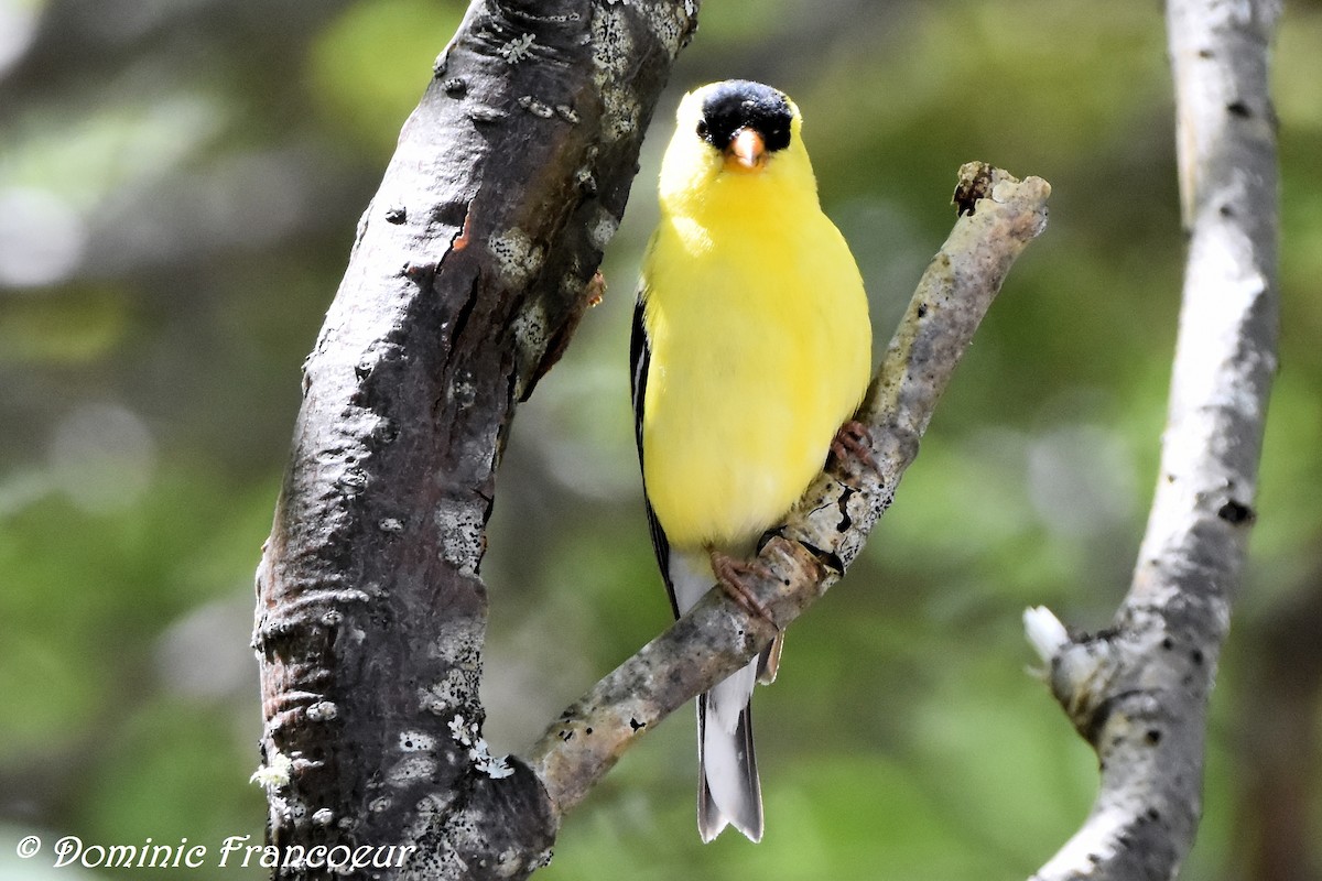 American Goldfinch - ML459387211
