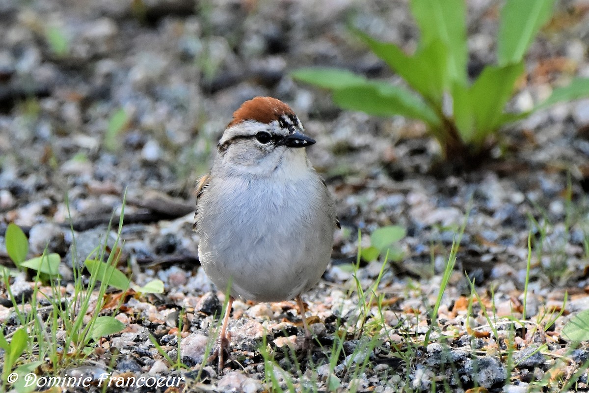 Chipping Sparrow - ML459387221