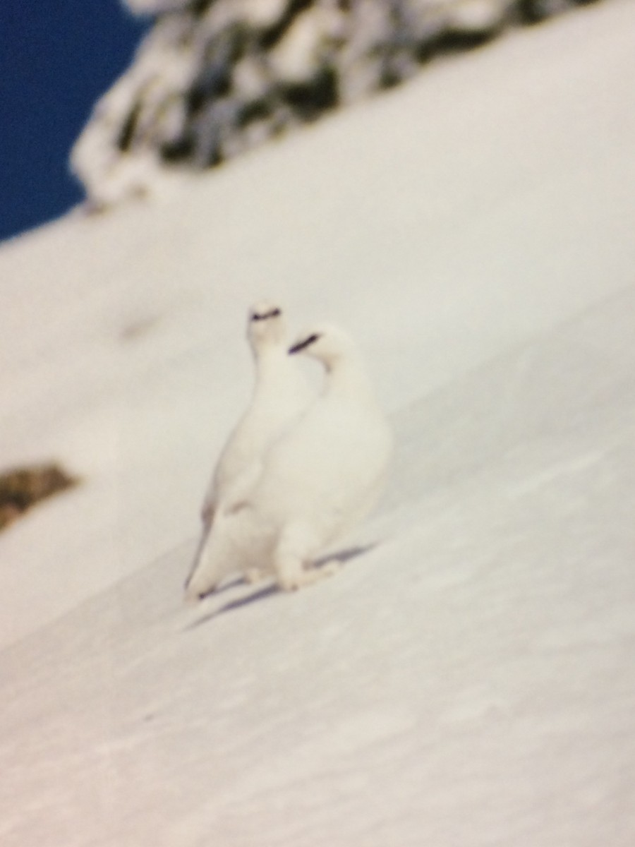 Rock Ptarmigan - ML45938961