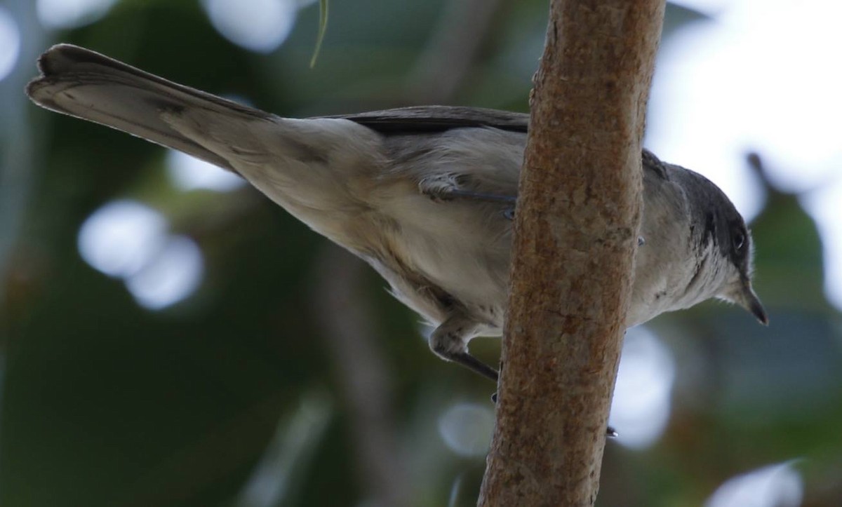 Lesser Whitethroat (Hume's) - ML45938981
