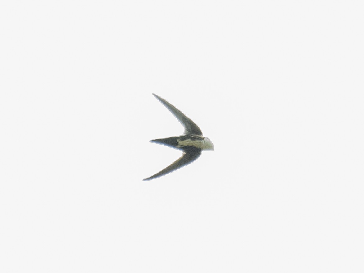 White-throated Swift - ML459389841