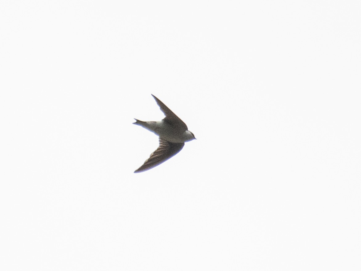 White-throated Swift - ML459389851