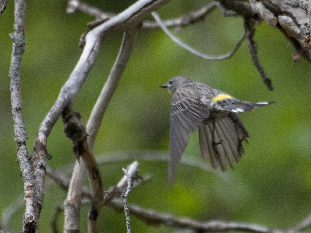 Yellow-rumped Warbler (Audubon's) - ML459389871