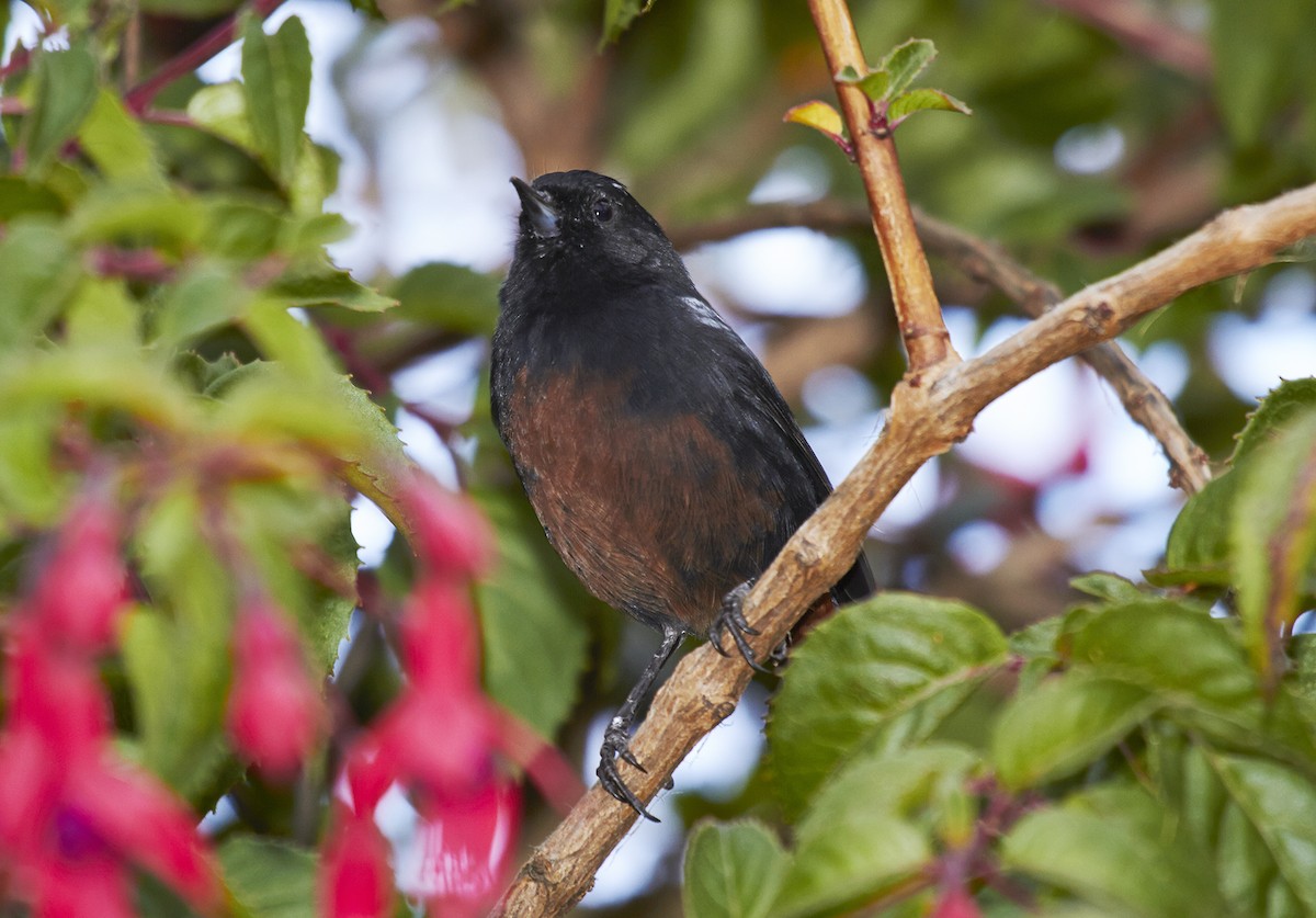 Merida Flowerpiercer - ML459392451