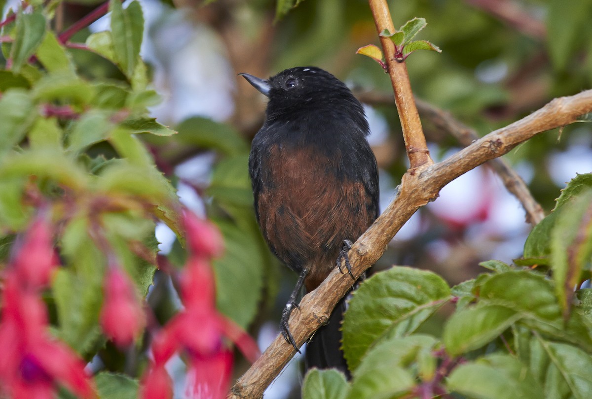 Merida Flowerpiercer - ML459392591