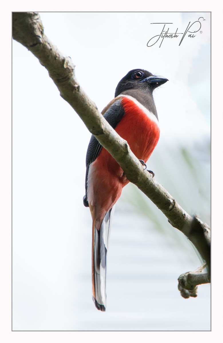 Malabar Trogon - ML45939321