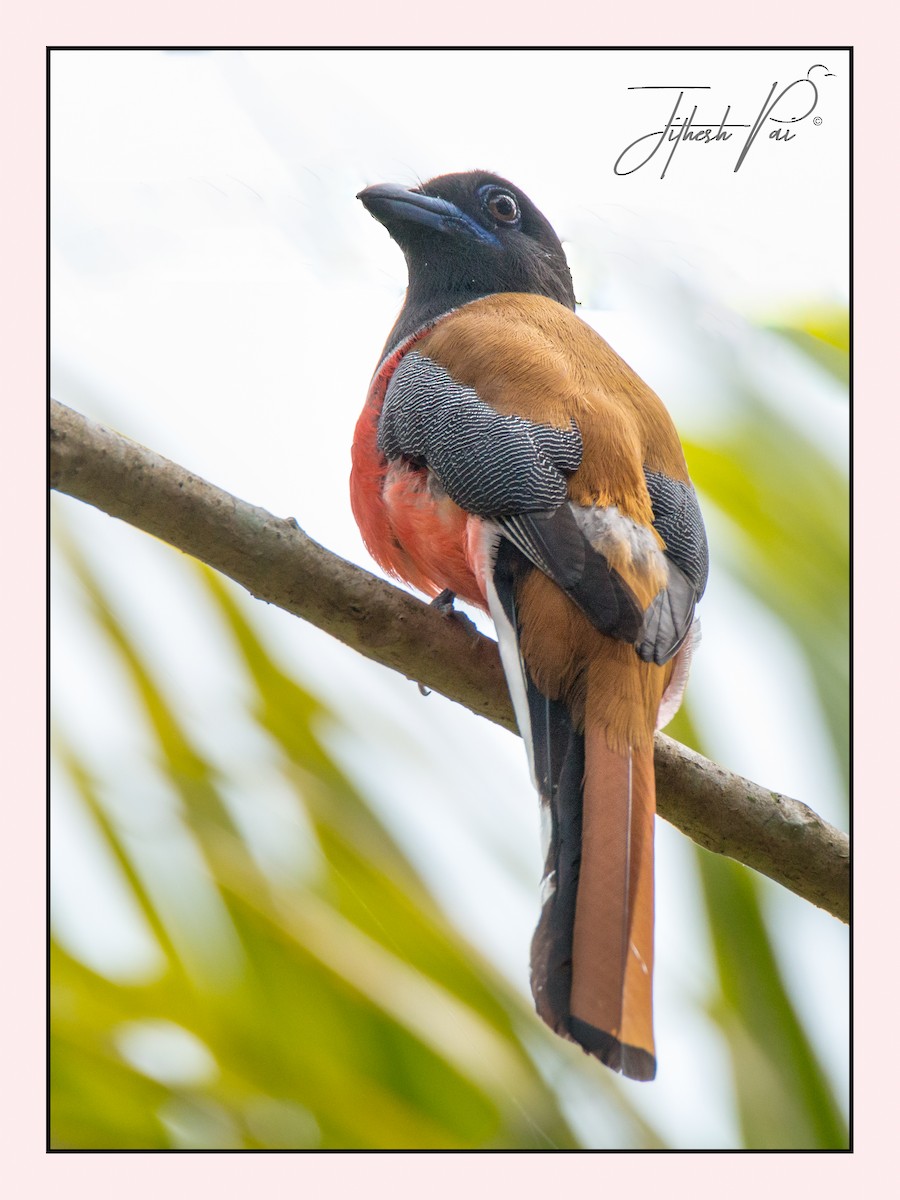 Malabar Trogon - ML45939341