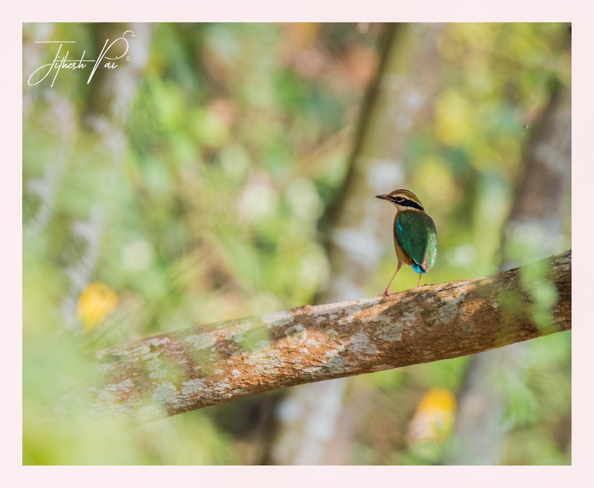 Indian Pitta - ML45939411