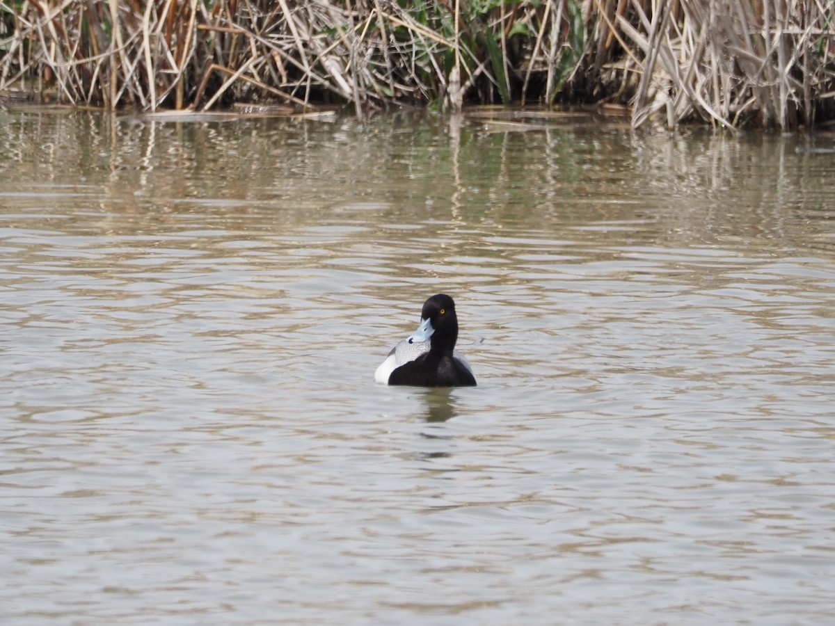 Lesser Scaup - ML459396391