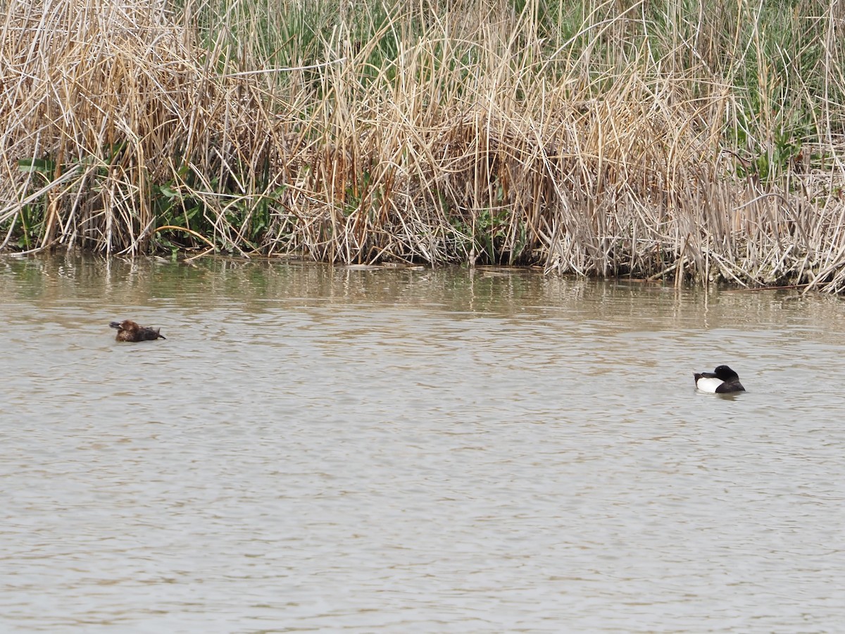 Lesser Scaup - ML459396401