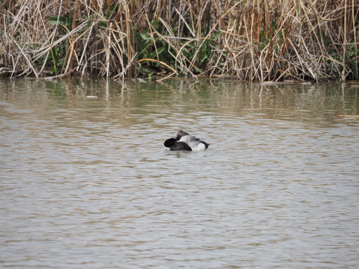 Lesser Scaup - ML459396411