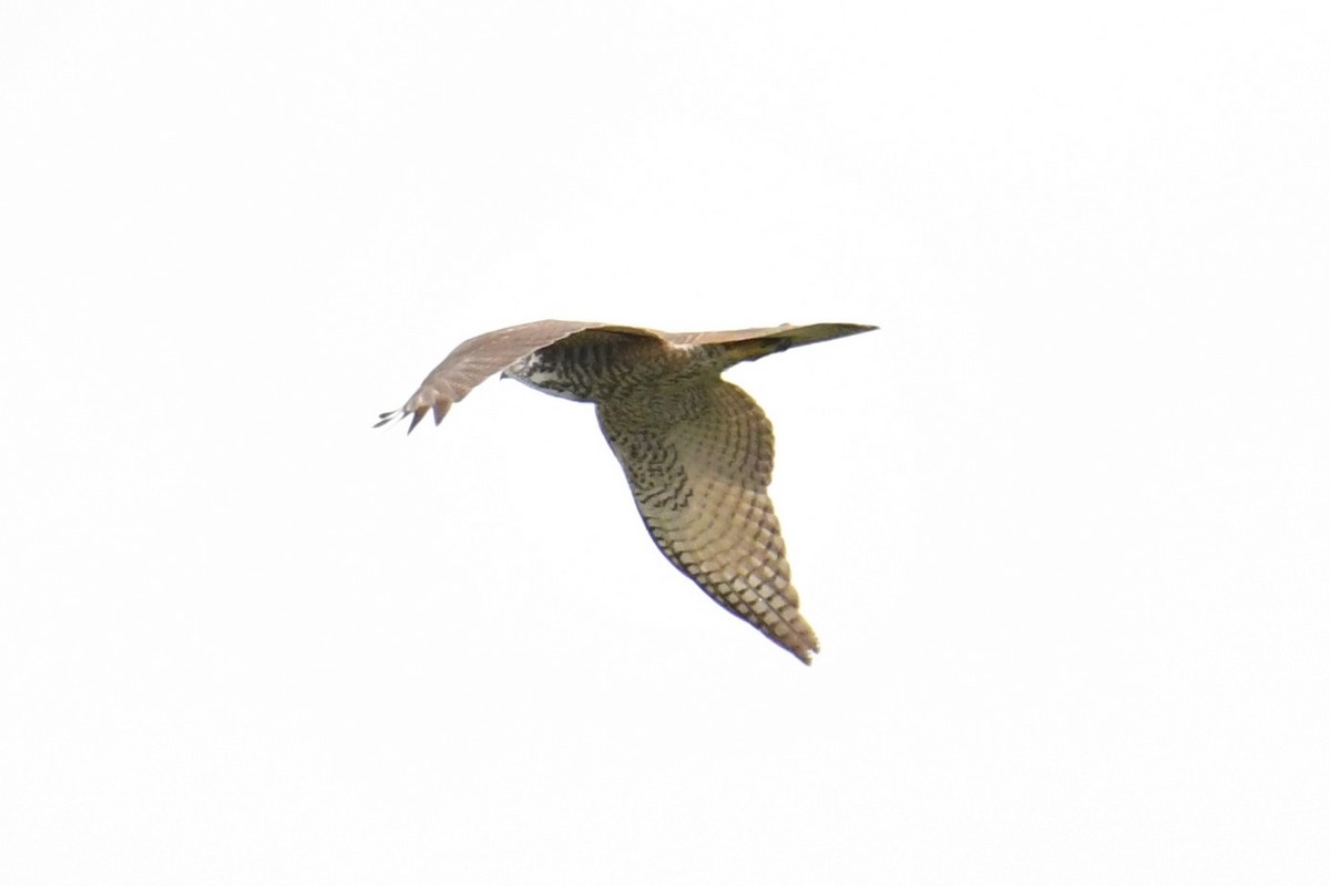 Collared Sparrowhawk - ML459397171