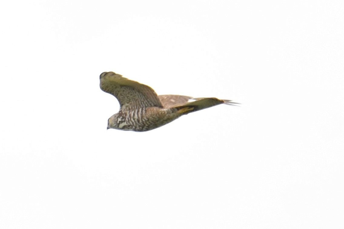 Collared Sparrowhawk - ML459397181