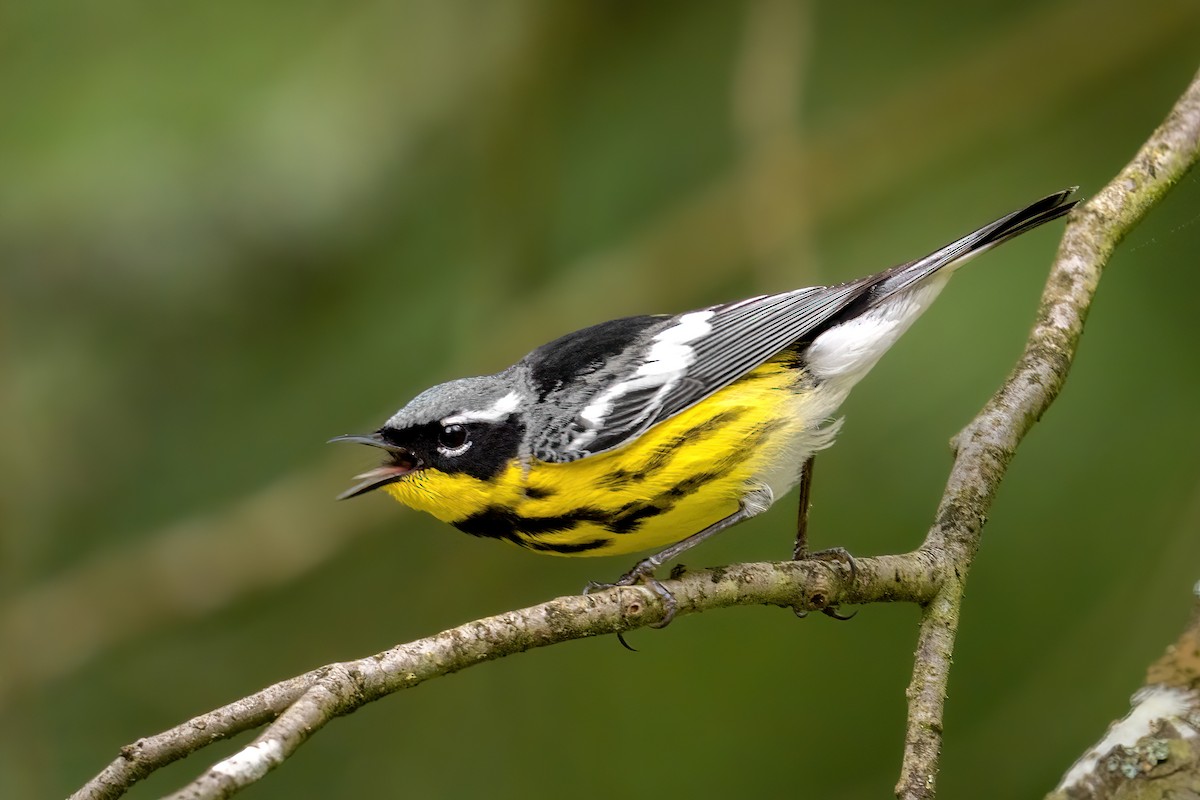 Magnolia Warbler - ML459397961