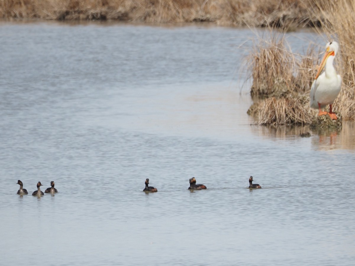 Халтар шунгуур - ML459398981