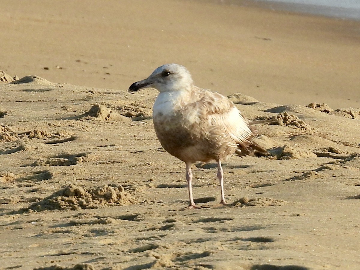 Gaviota Argéntea - ML459399331