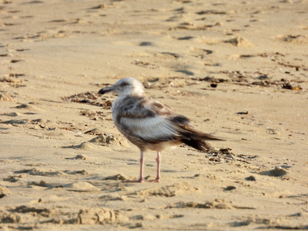 Gaviota Argéntea - ML459399361