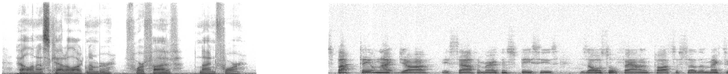Spot-tailed Nightjar - ML4594
