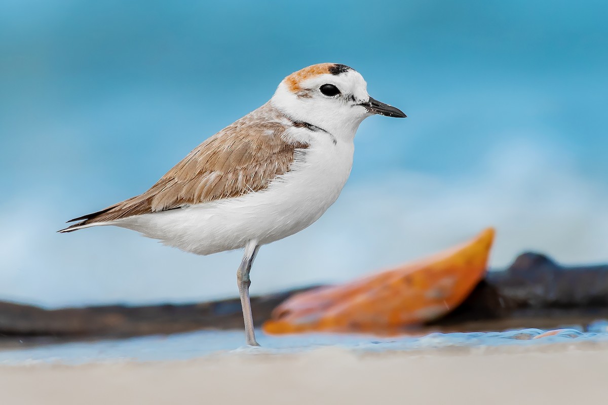 White-faced Plover - ML459400041