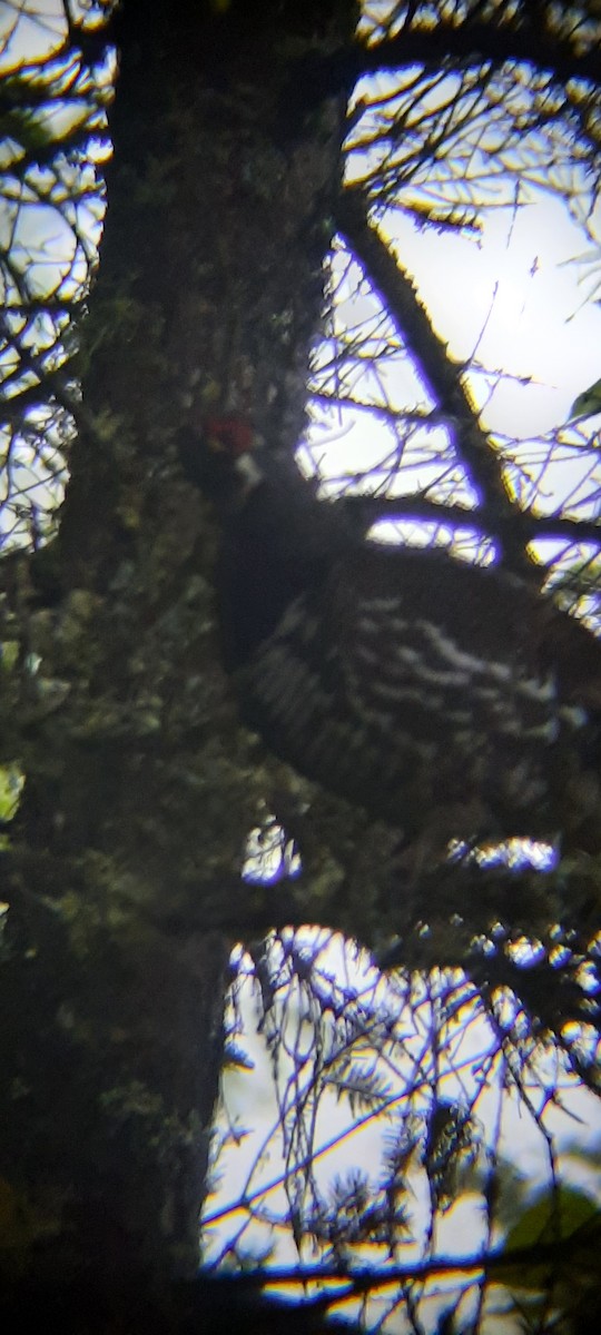 Spruce Grouse - ML459401551