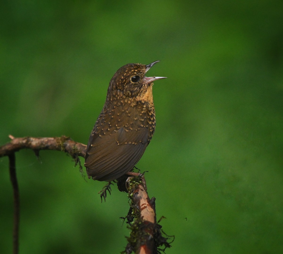 Scaly-breasted Cupwing (Himalayan) - ML459402101