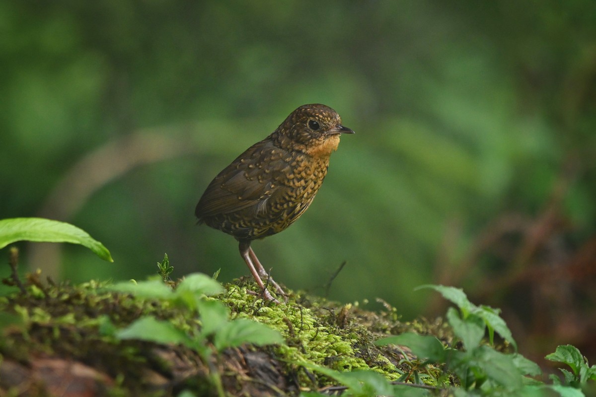Scaly-breasted Cupwing (Himalayan) - ML459402311