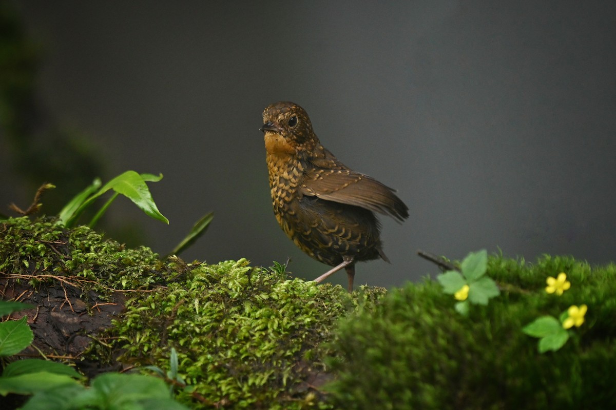 Scaly-breasted Cupwing (Himalayan) - ML459402391