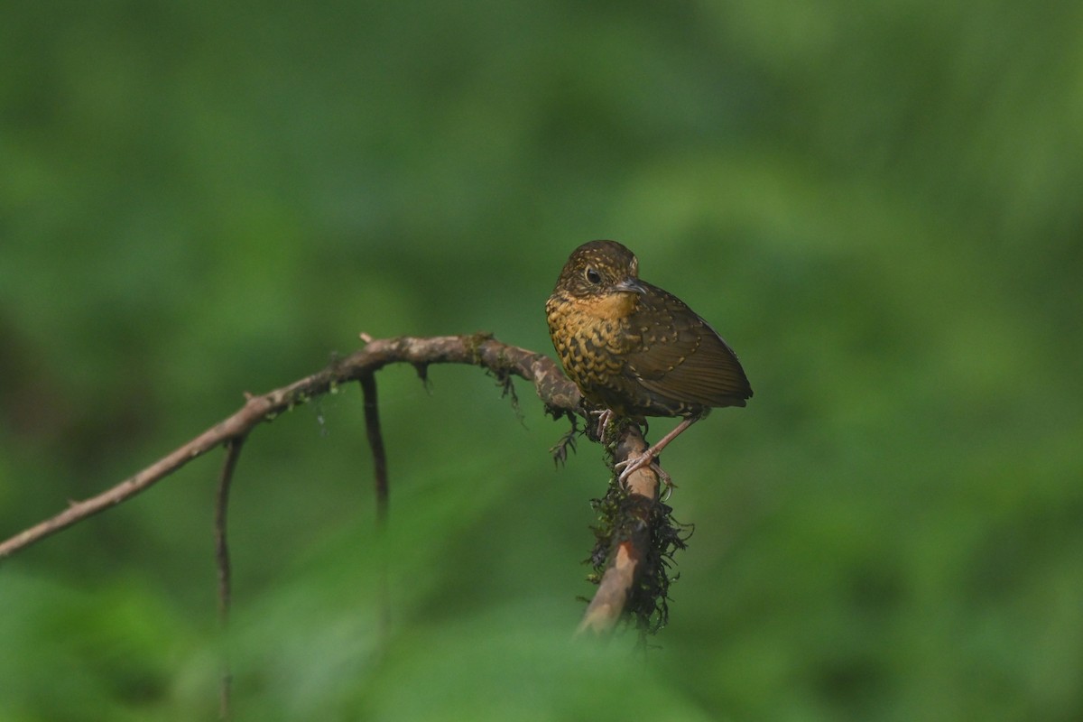 Scaly-breasted Cupwing (Himalayan) - ML459402741