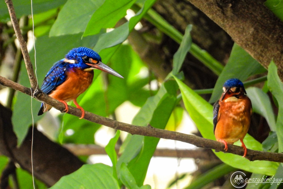 Blue-eared Kingfisher - ML459402751