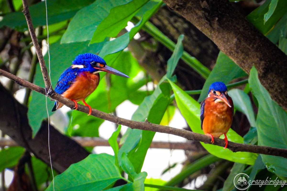 Blue-eared Kingfisher - ML459402771