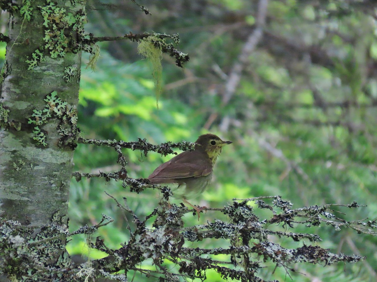 Swainson's Thrush - ML459402851