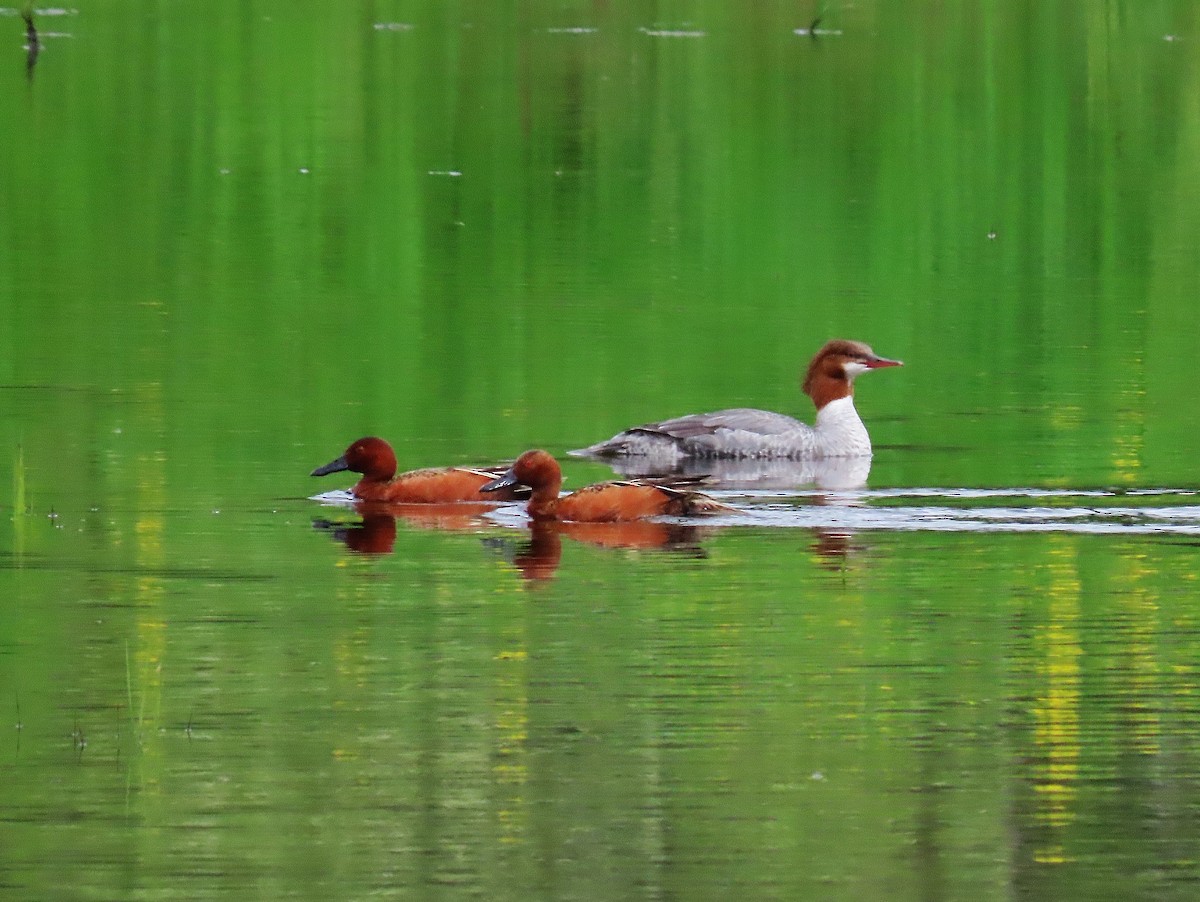 Cinnamon Teal - ML459403521