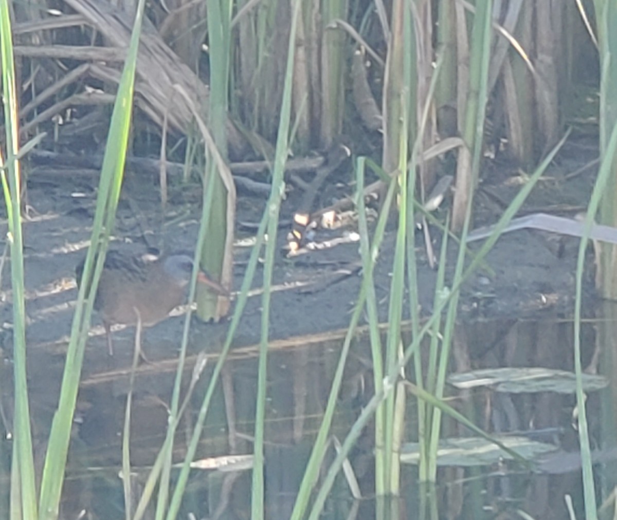 Virginia Rail - ML459403551