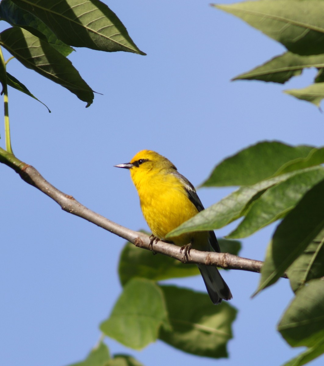 Blue-winged Warbler - ML459403751