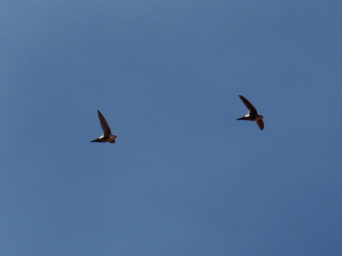 White-throated Swift - ML459403841