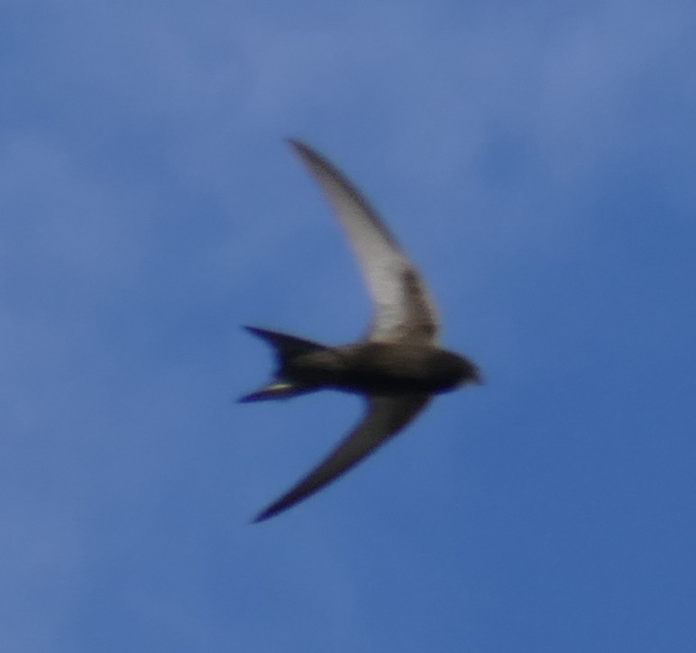 Common Swift - ML459404301