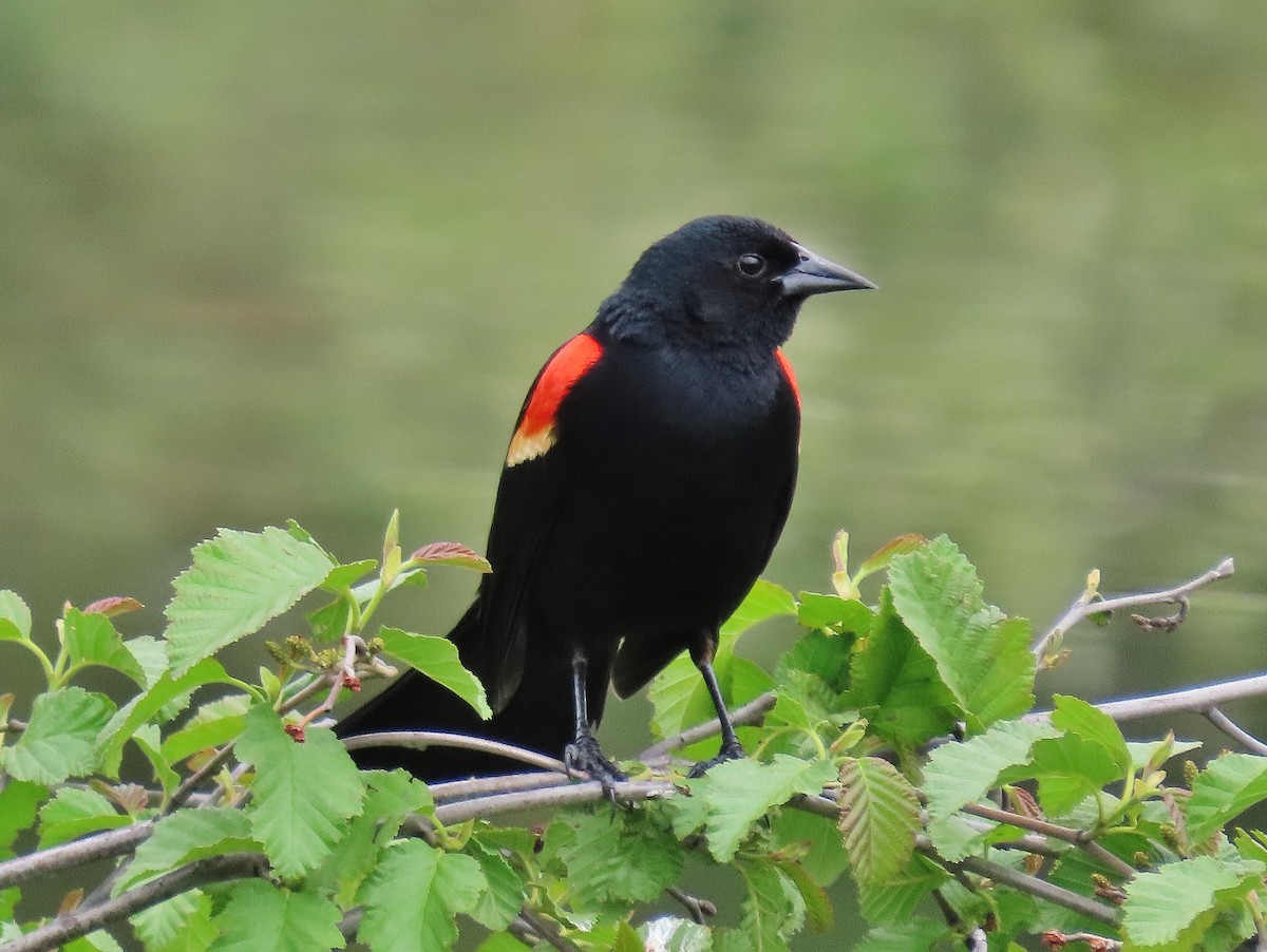 Red-winged Blackbird - ML459404631