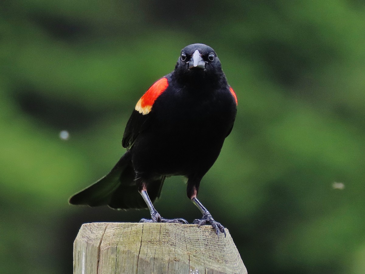 Red-winged Blackbird - Craig Johnson