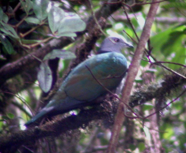 Dúcula Colibarrada - ML45940501