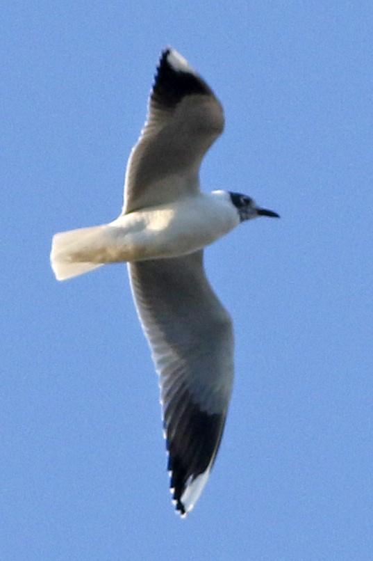 Brown-hooded Gull - J. Simón Tagtachian