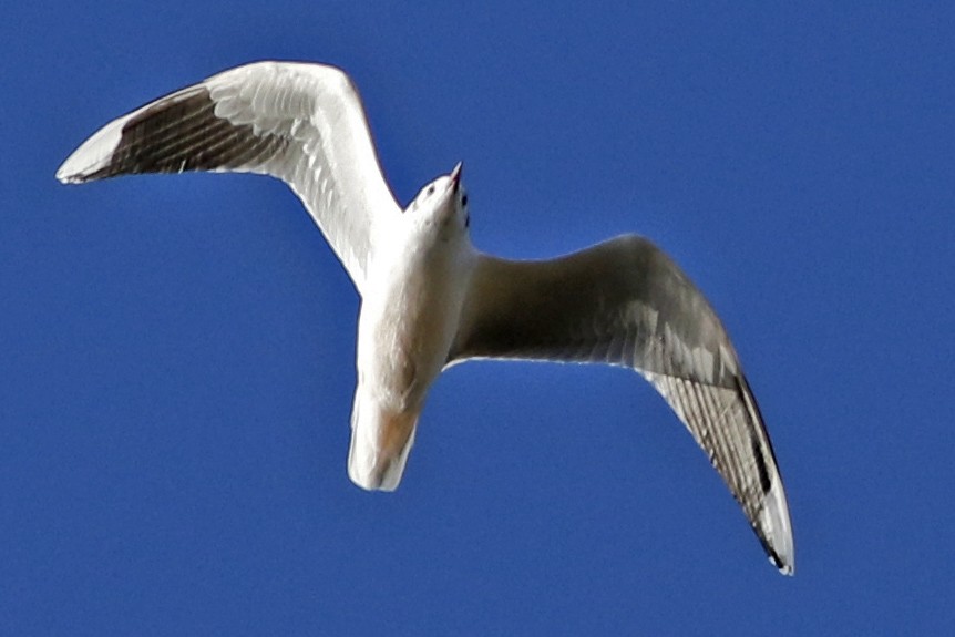 Brown-hooded Gull - J. Simón Tagtachian