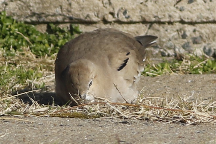 Picui Ground Dove - ML459409081