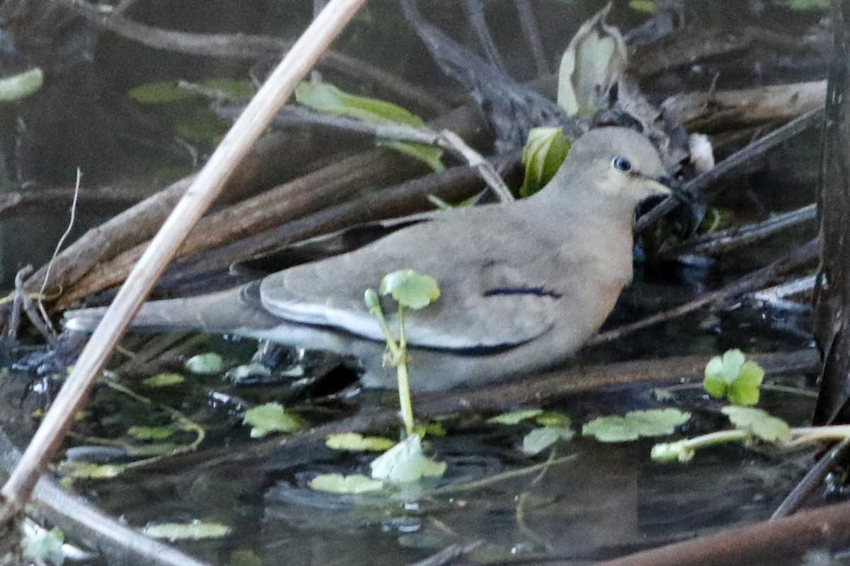 Picui Ground Dove - ML459409101