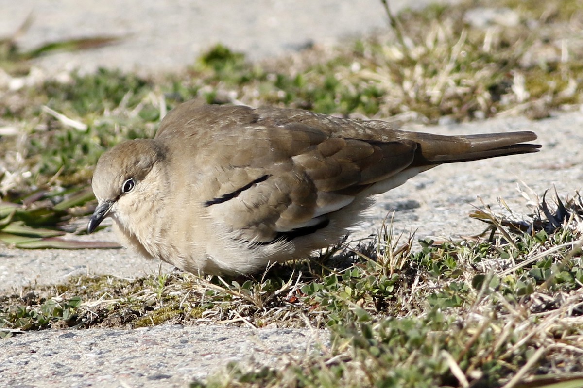 Picui Ground Dove - ML459409111