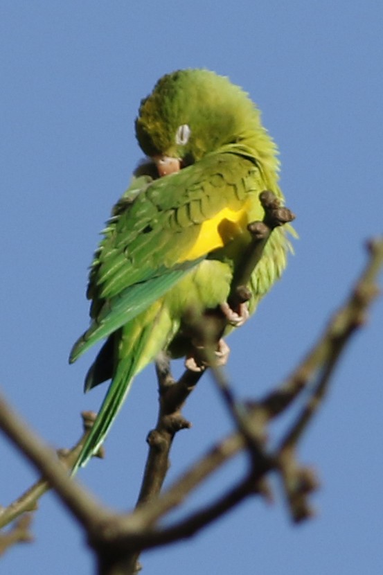 Yellow-chevroned Parakeet - J. Simón Tagtachian